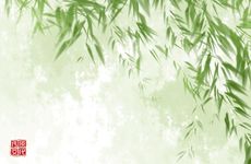 文竹风水摆放有什么风水禁忌