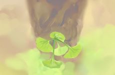 家里的财位一般放什么植物 财位应该放什么植物